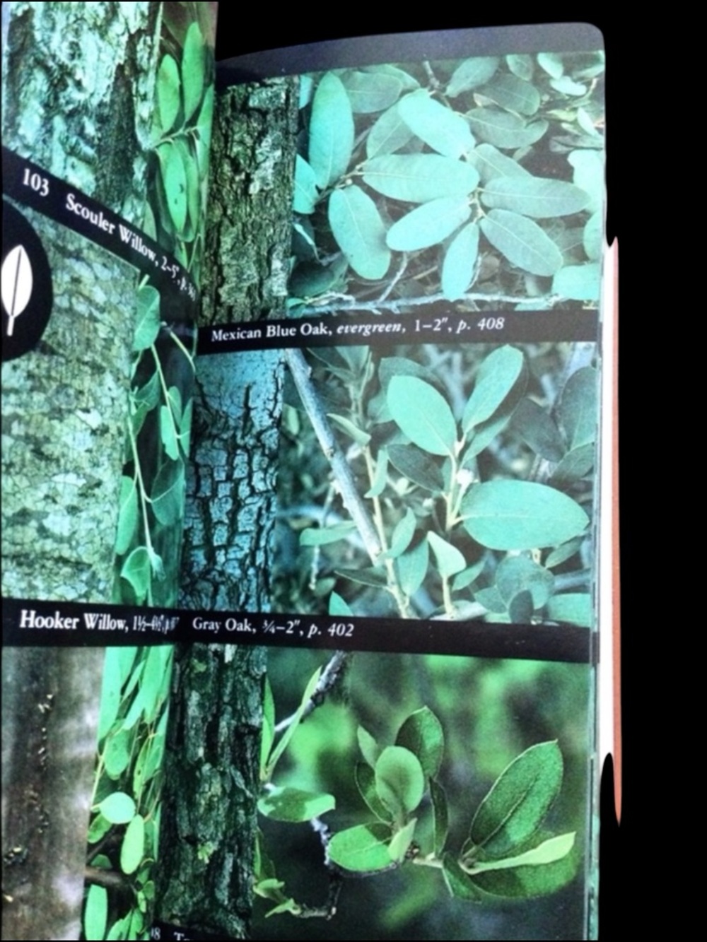 Vtg National Audubon Society Field Guide to North American Trees W Region 1980 - Picture 8 of 10